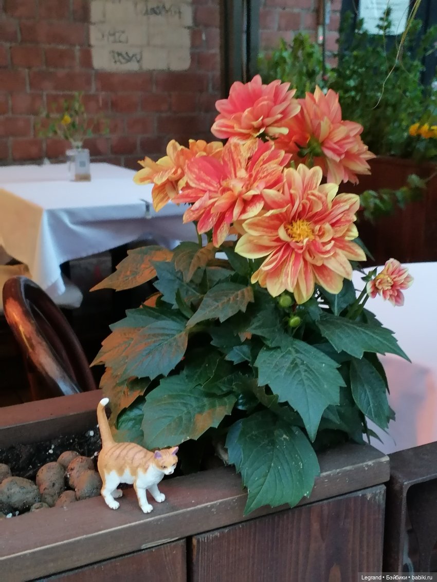 Лурения - Петербург: новый кот на прогулке в Парадном