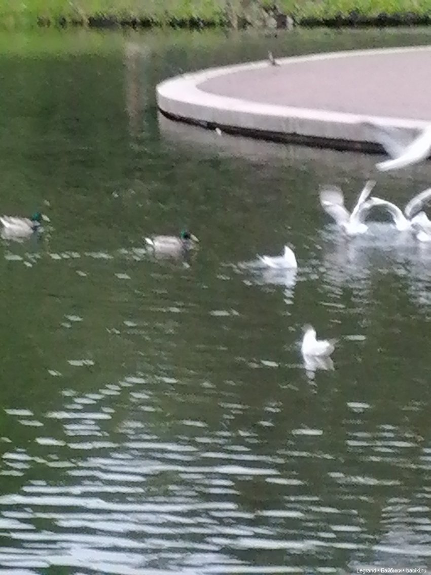 Санкт-Петербург: Таврический сад - пруд, утки, чайки