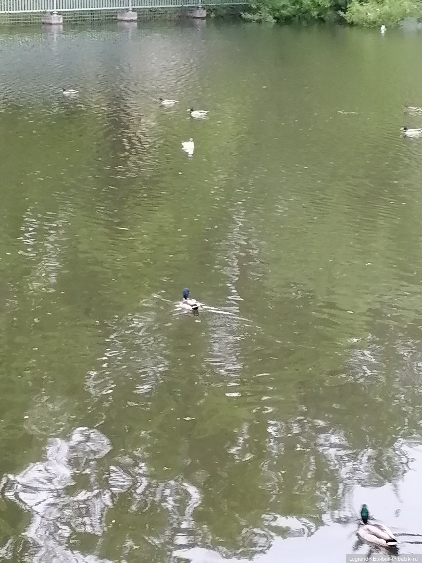 Лурения - Петербург: новый кот на прогулке в Таврическом