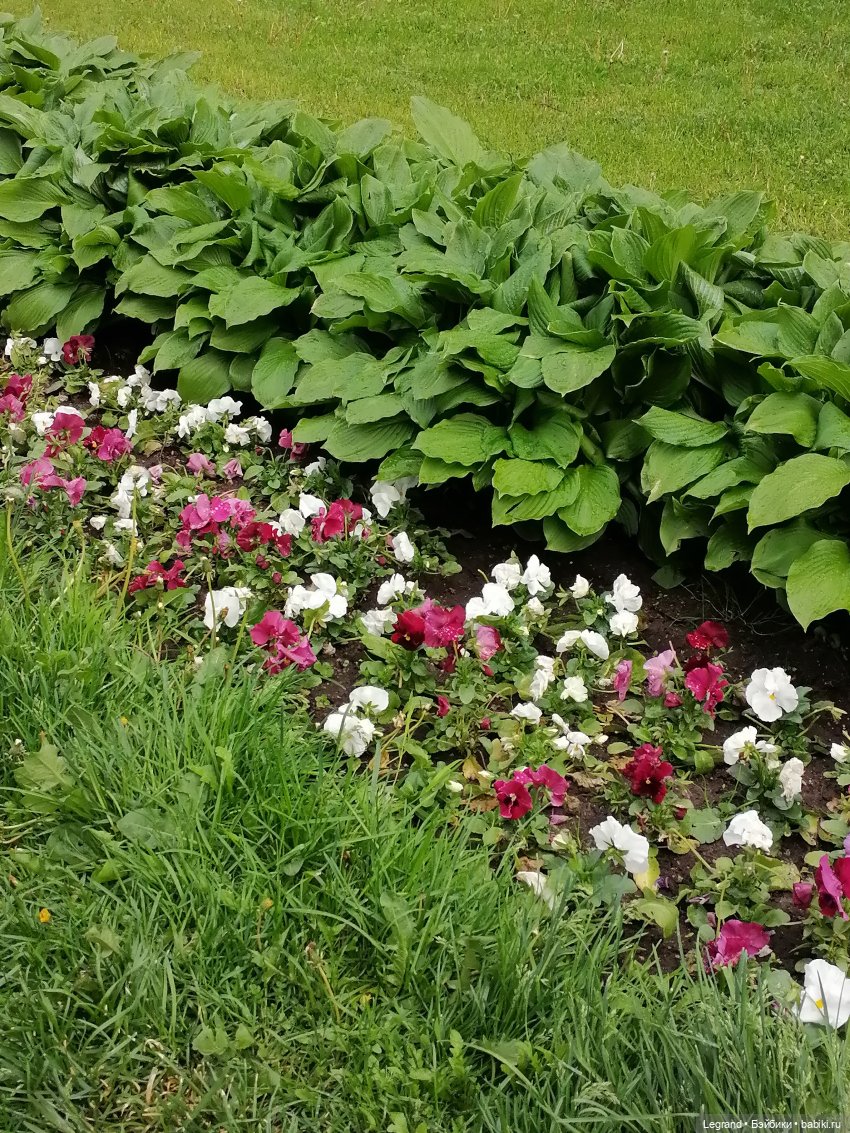 Санкт-Петербург: Таврический сад в начале июня (фото 5)