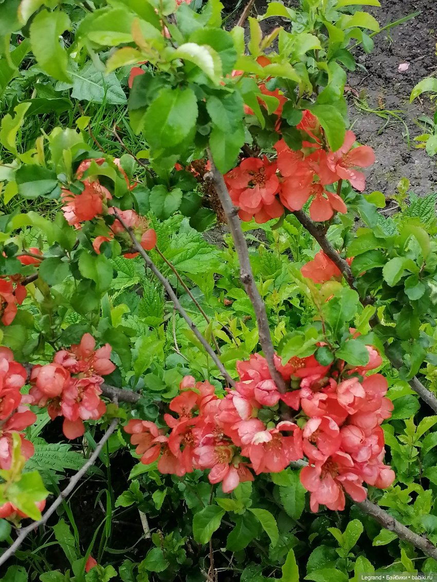Санкт-Петербург: Таврический сад в начале июня