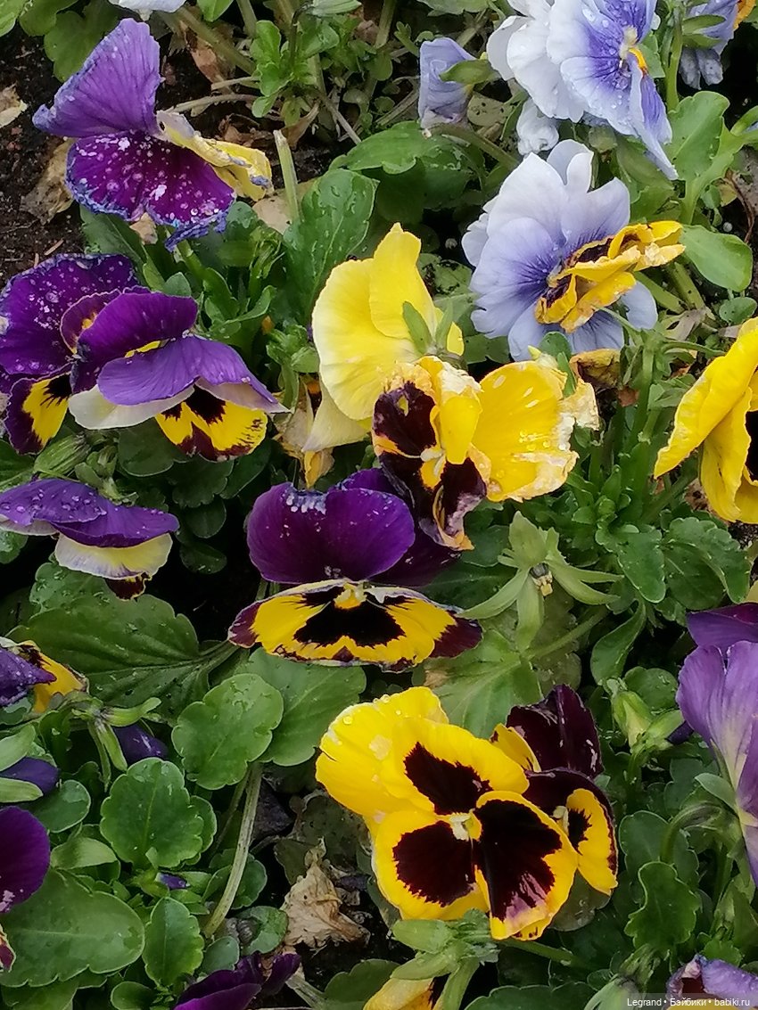 Санкт-Петербург: Таврический сад в начале июня (фото 3)