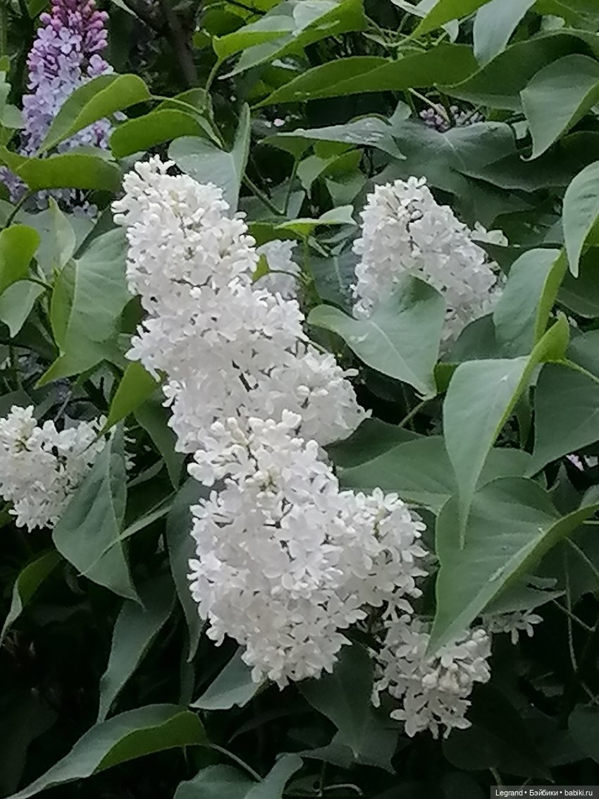 Санкт-Петербург: Таврический сад - пруд, утки, чайки
