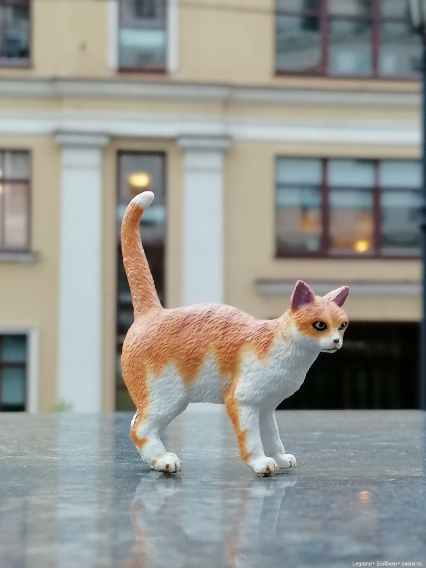 Лурения - Петербург: новый кот на прогулке в Парадном (фото 6)