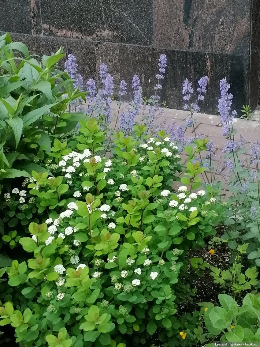 Санкт-Петербург: Таврический сад - пруд, утки, чайки