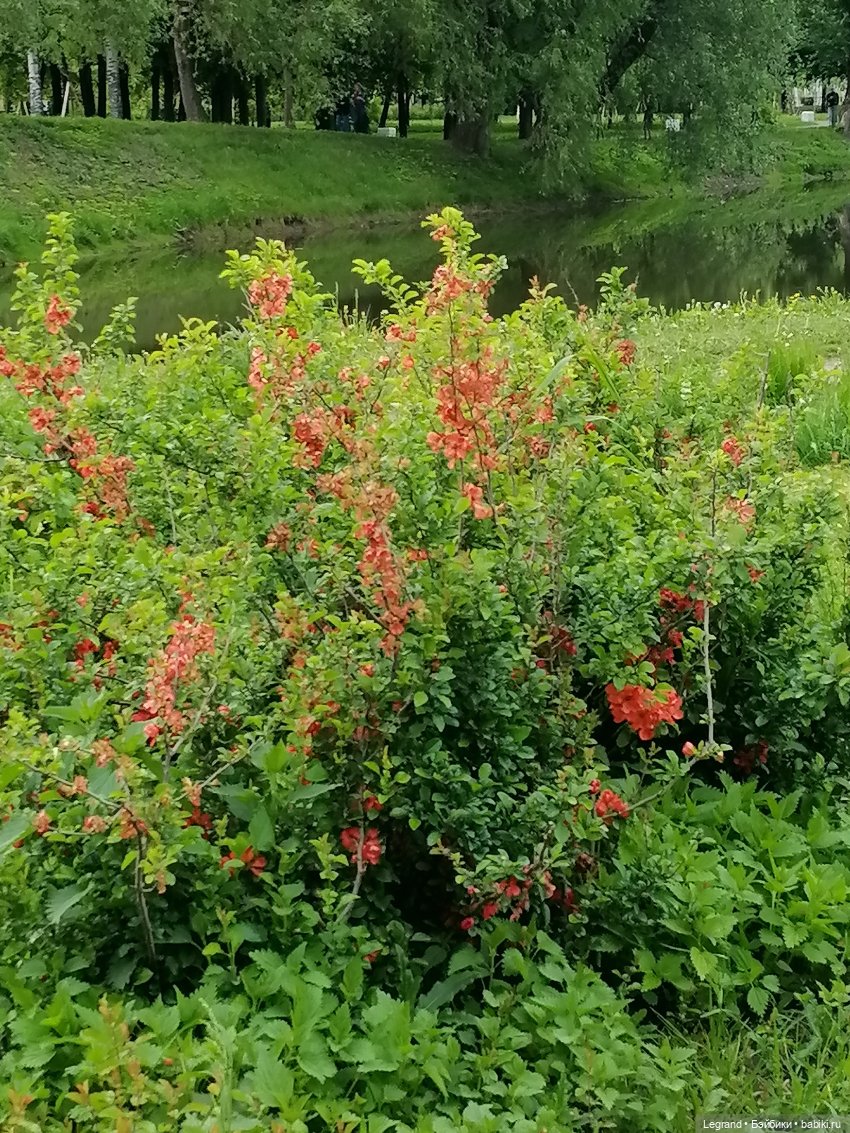 Санкт-Петербург: Таврический сад в начале июня