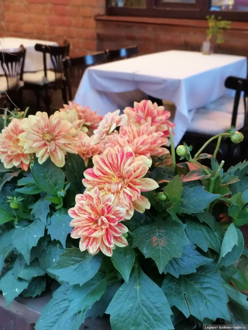 Лурения - Петербург: новый кот на прогулке в Парадном