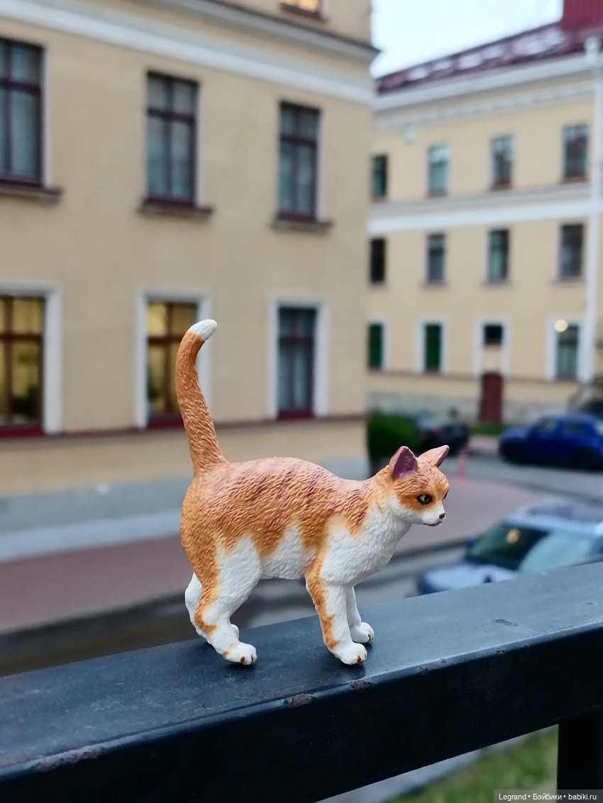 Лурения - Петербург: новый кот на прогулке в Парадном