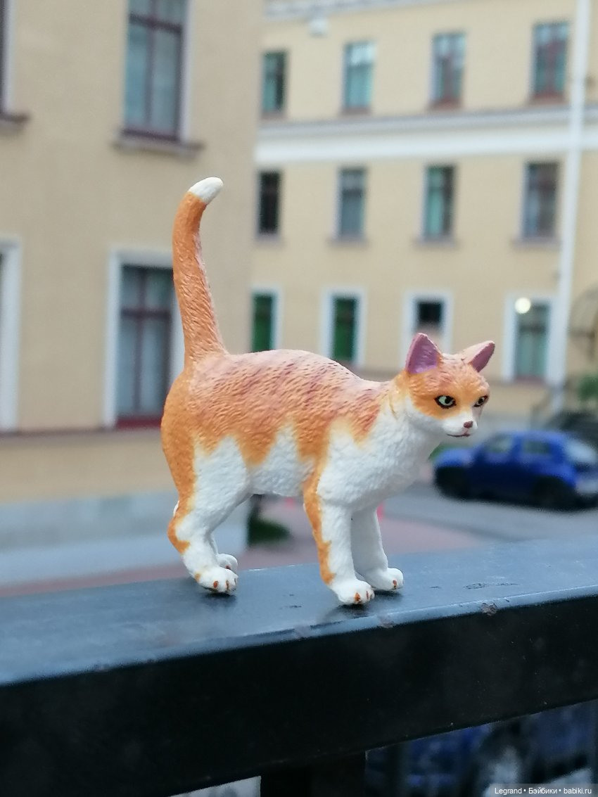 Лурения - Петербург: новый кот на прогулке в Парадном