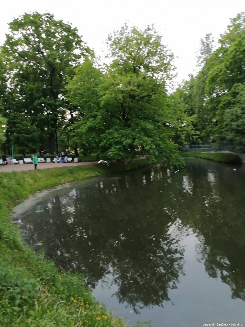 Санкт-Петербург: Таврический сад - пруд, утки, чайки (фото 2)