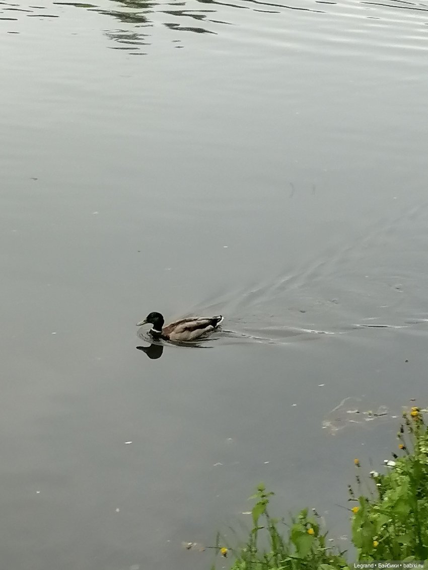 Санкт-Петербург: Таврический сад - пруд, утки, чайки (фото 4)