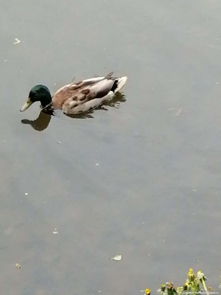 Санкт-Петербург: Таврический сад - пруд, утки, чайки (фото 7)
