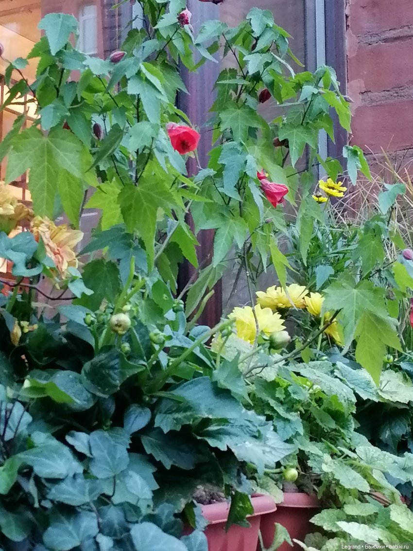 Лурения - Петербург: новый кот на прогулке в Парадном