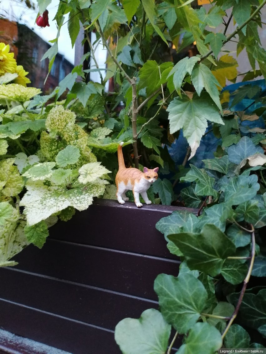 Лурения - Петербург: новый кот на прогулке в Парадном