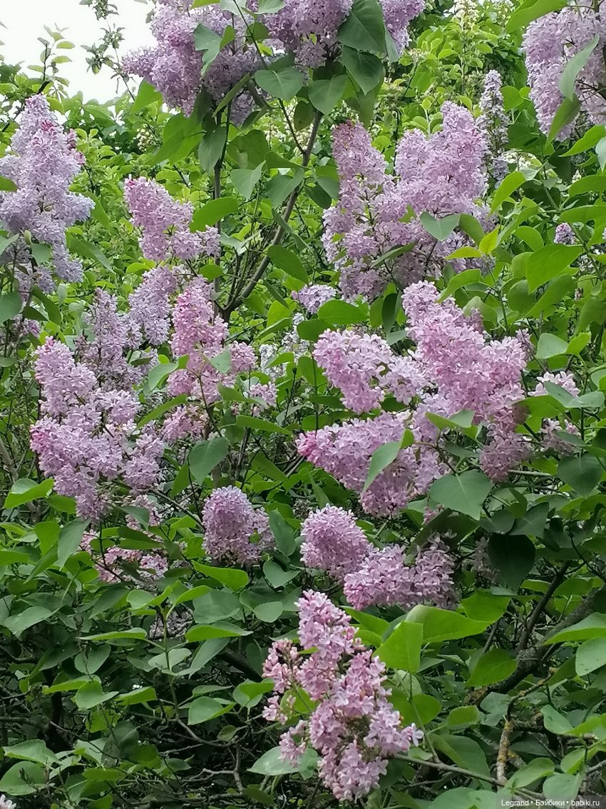 Санкт-Петербург: Таврический сад в начале июня (фото 8)