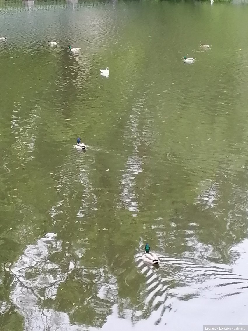 Лурения - Петербург: новый кот на прогулке в Таврическом