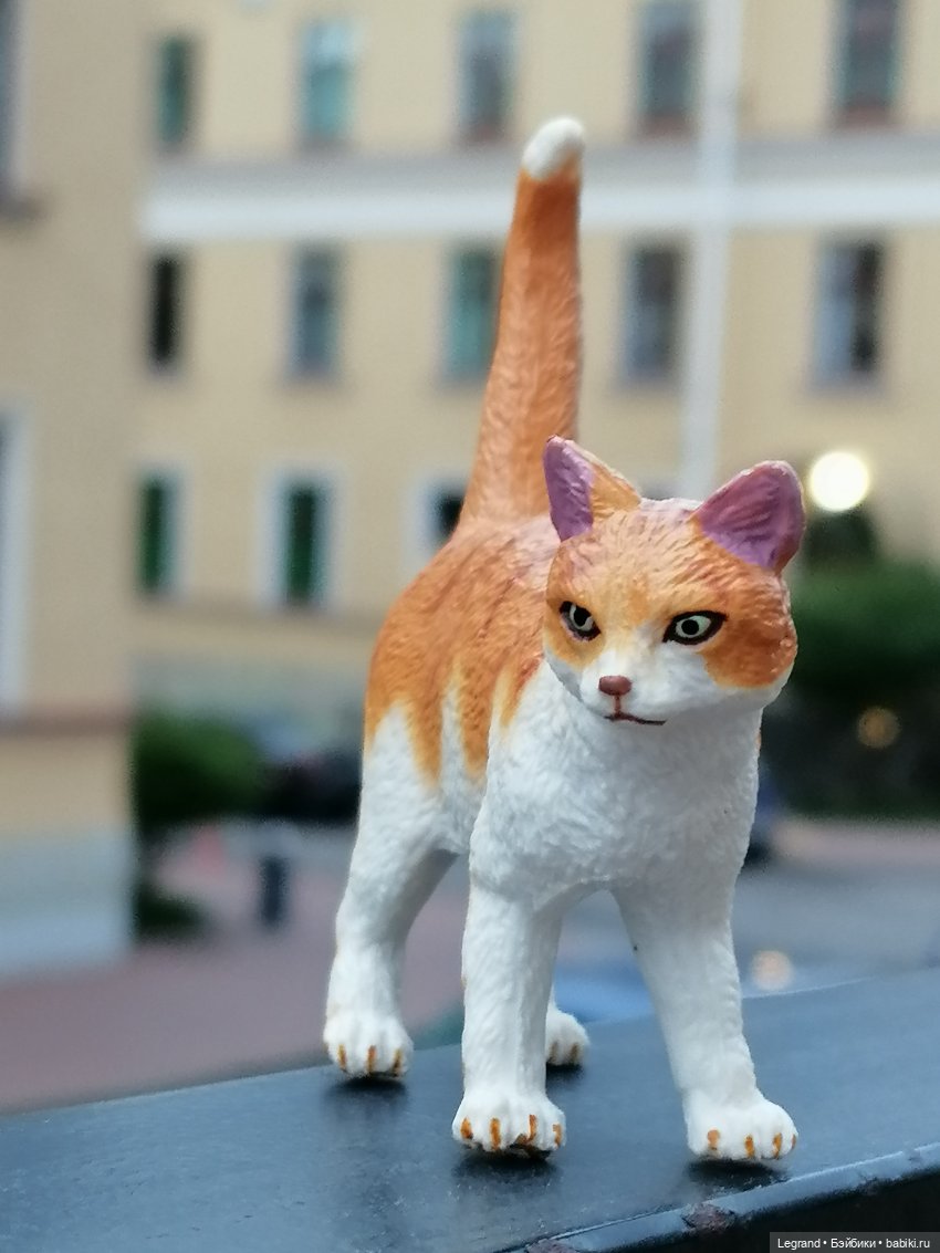 Лурения - Петербург: новый кот на прогулке в Парадном