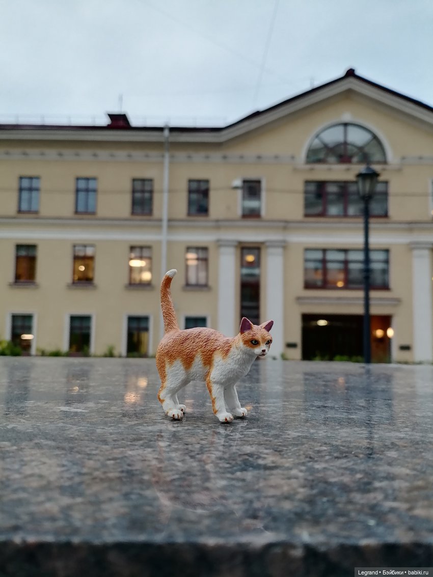 Лурения - Петербург: новый кот на прогулке в Парадном (фото 3)