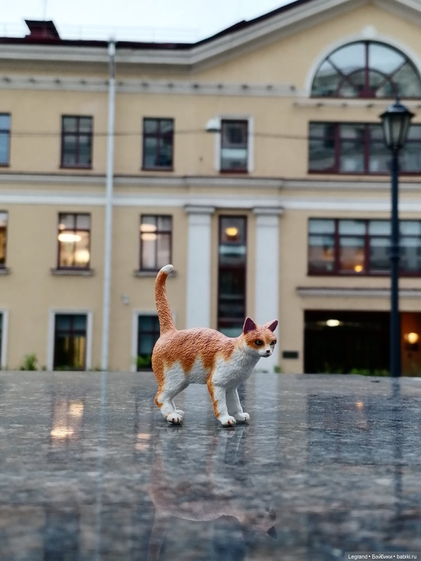 Лурения - Петербург: новый кот на прогулке в Парадном (фото 4)