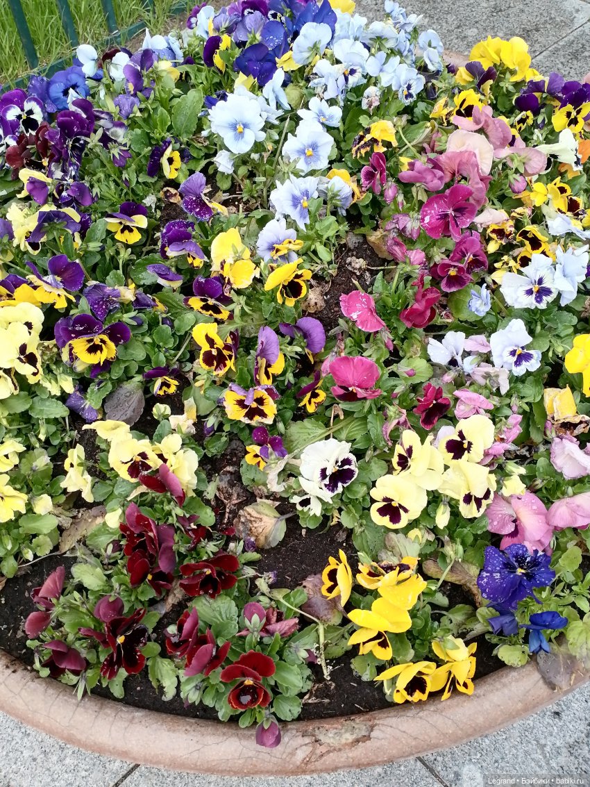 Санкт-Петербург: Таврический сад в начале июня