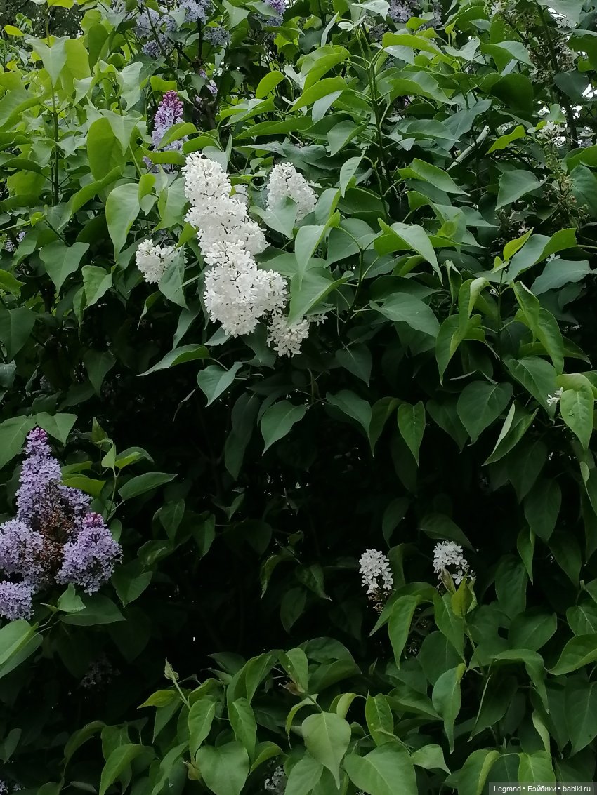 Санкт-Петербург: Таврический сад - пруд, утки, чайки