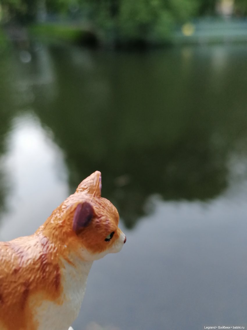 Лурения - Петербург: новый кот на прогулке в Таврическом