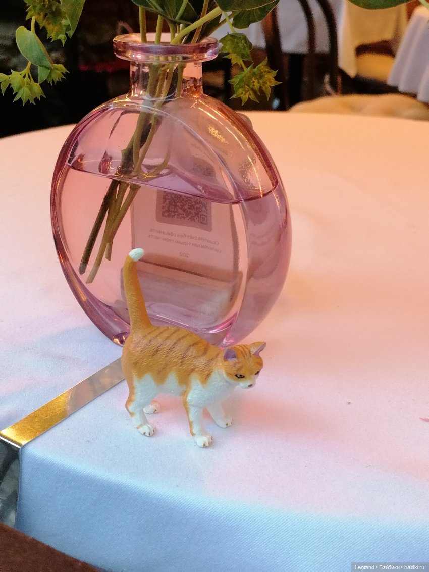 Лурения - Петербург: новый кот на прогулке в Парадном