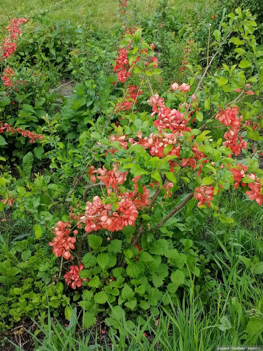 Санкт-Петербург: Таврический сад в начале июня