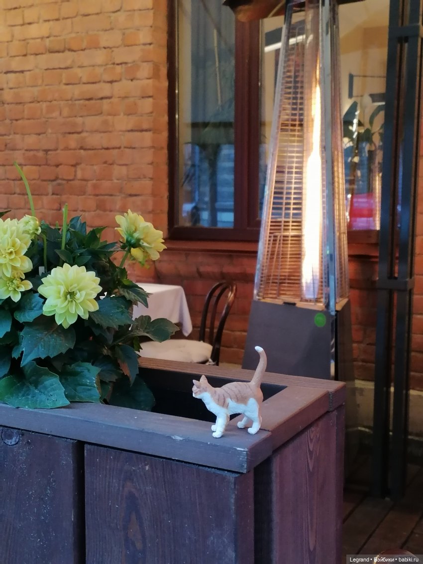 Лурения - Петербург: новый кот на прогулке в Парадном