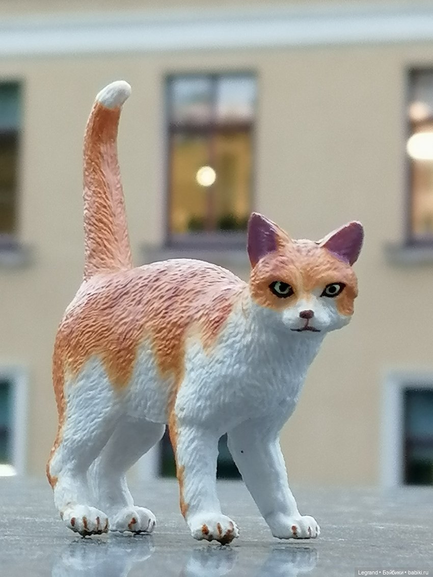 Лурения - Петербург: новый кот на прогулке в Парадном (фото 2)