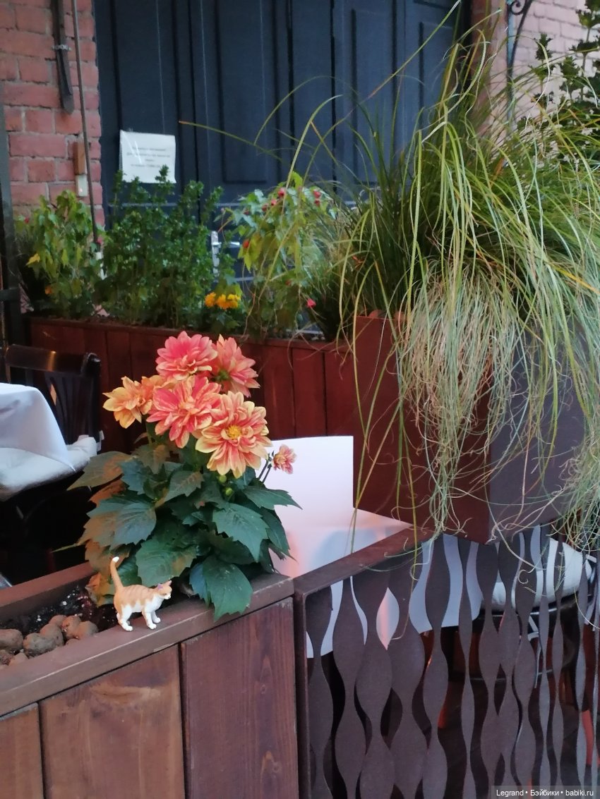 Лурения - Петербург: новый кот на прогулке в Парадном