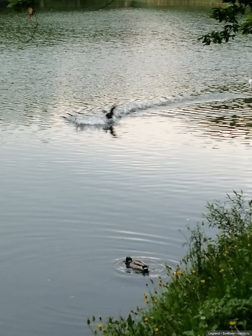 Лурения - Петербург: новый кот на прогулке в Таврическом