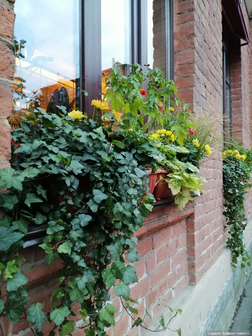 Лурения - Петербург: новый кот на прогулке в Парадном