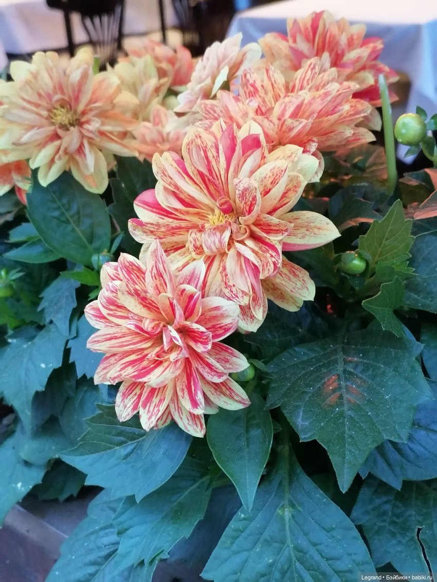 Лурения - Петербург: новый кот на прогулке в Парадном