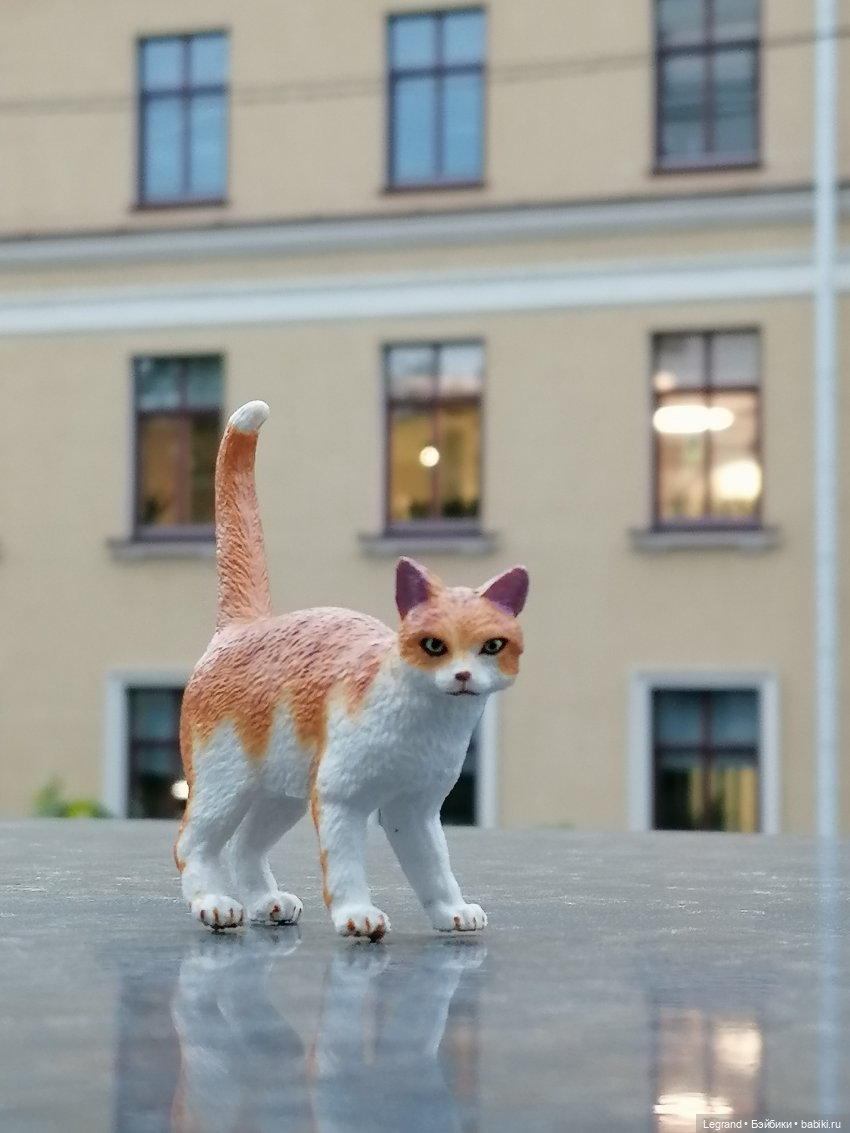 Лурения - Петербург: новый кот на прогулке в Парадном (фото 9)