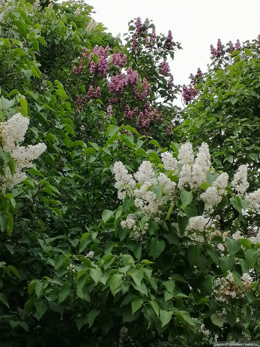 Санкт-Петербург: Таврический сад в начале июня (фото 9)