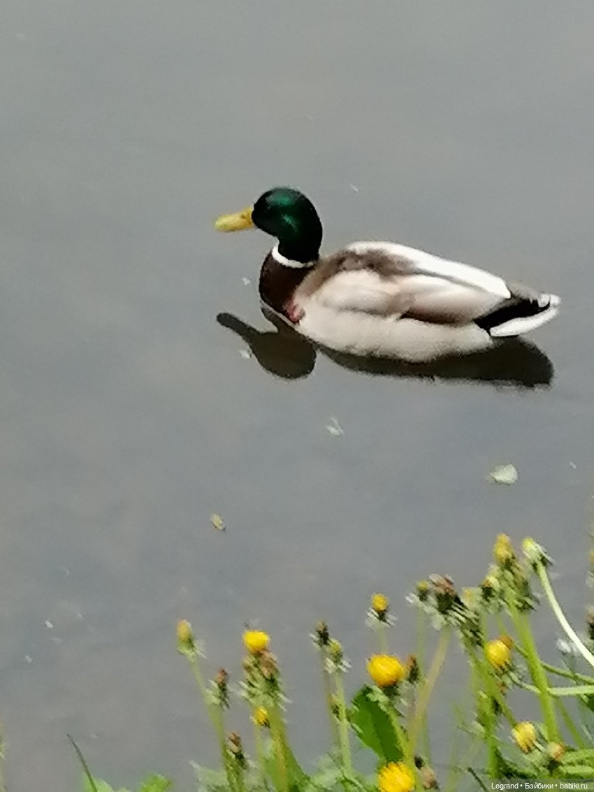 Санкт-Петербург: Таврический сад - пруд, утки, чайки (фото 6)