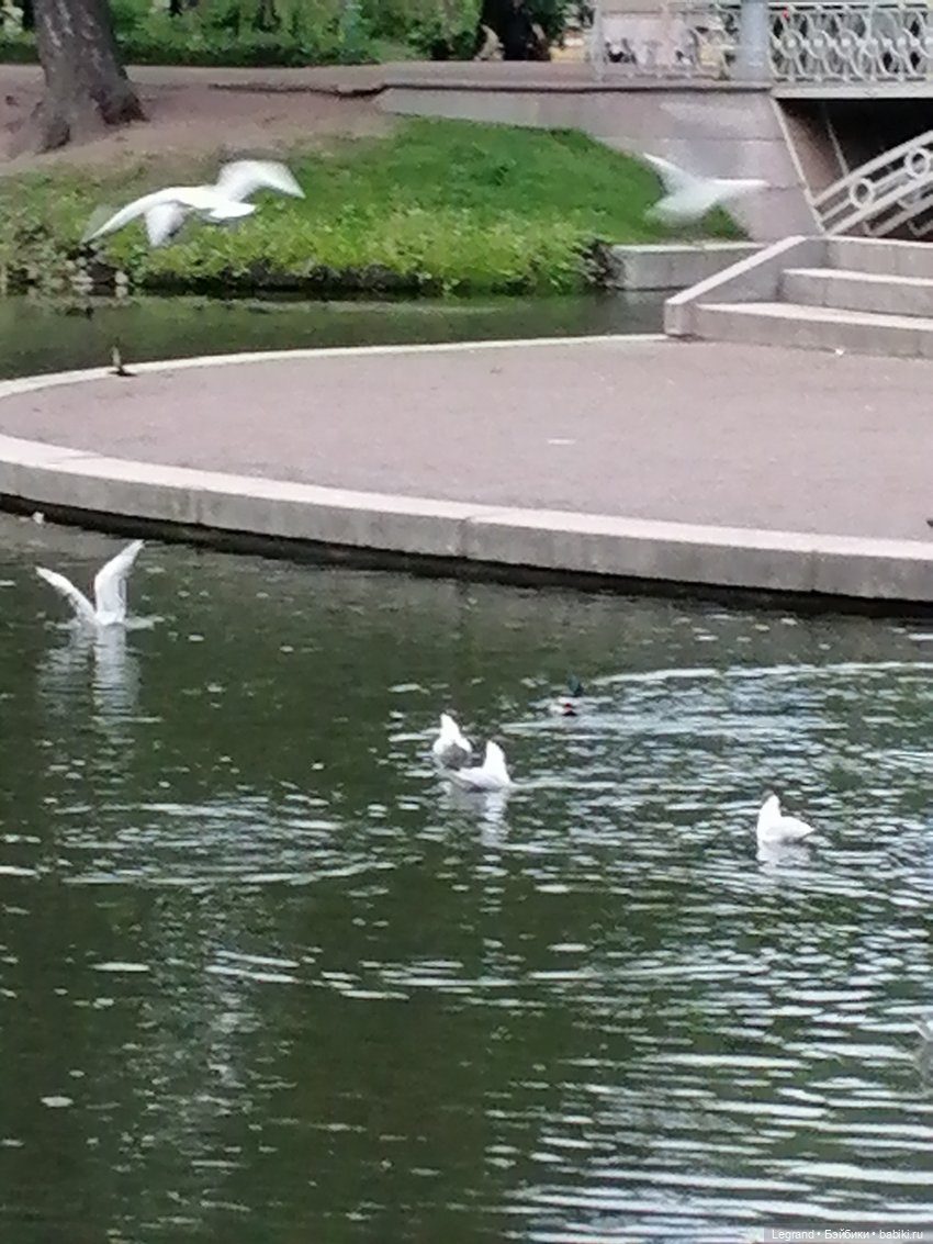 Санкт-Петербург: Таврический сад - пруд, утки, чайки