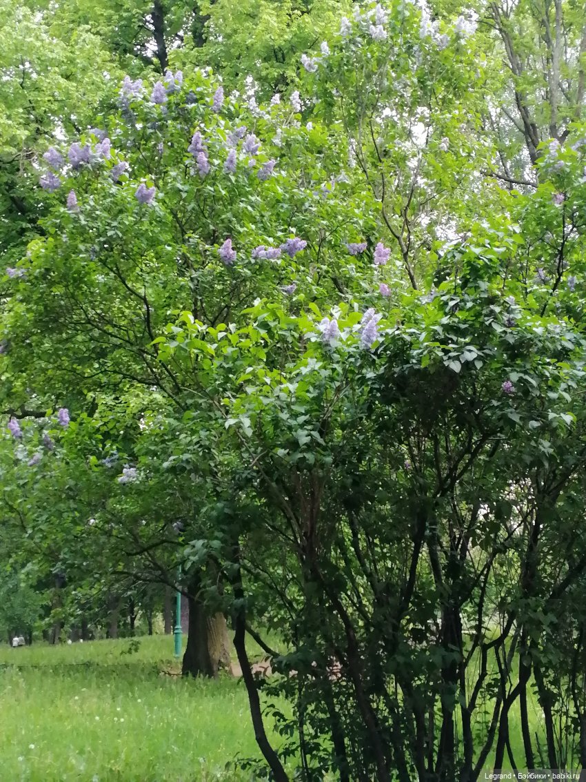 Санкт-Петербург: Таврический сад в начале июня
