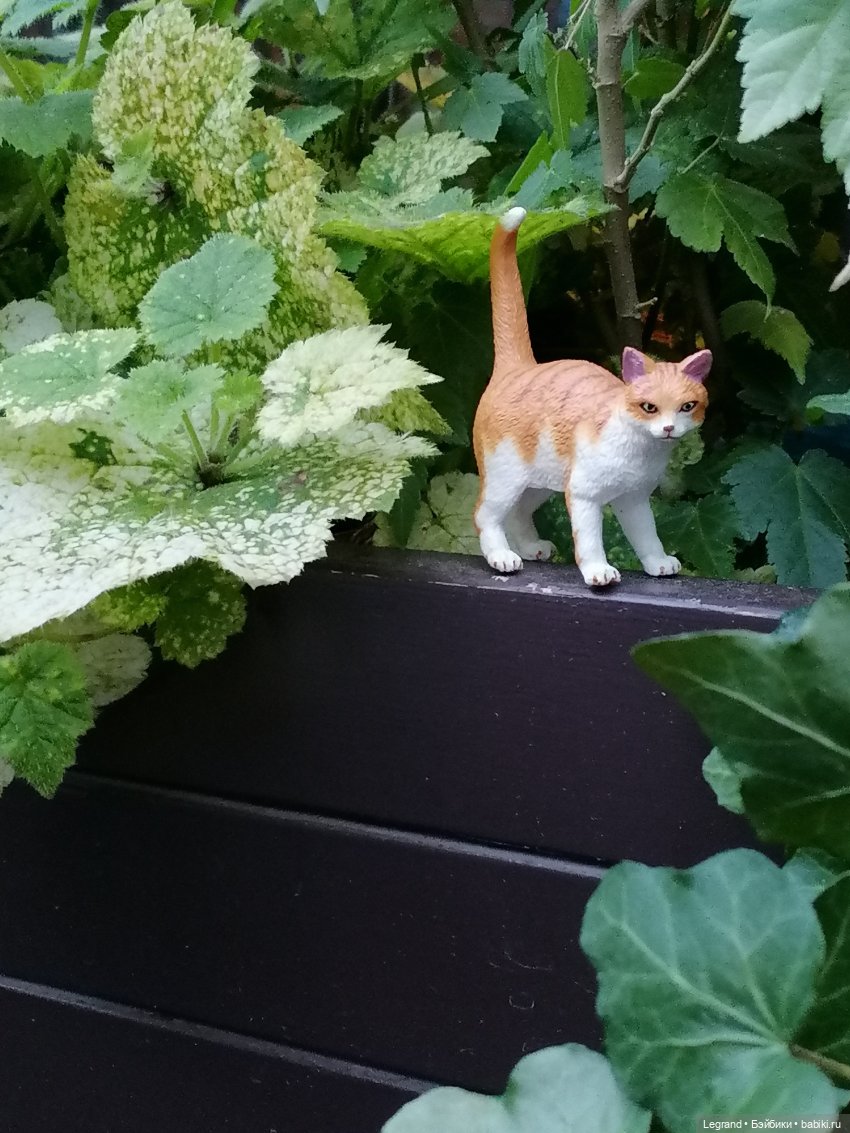 Лурения - Петербург: новый кот на прогулке в Парадном