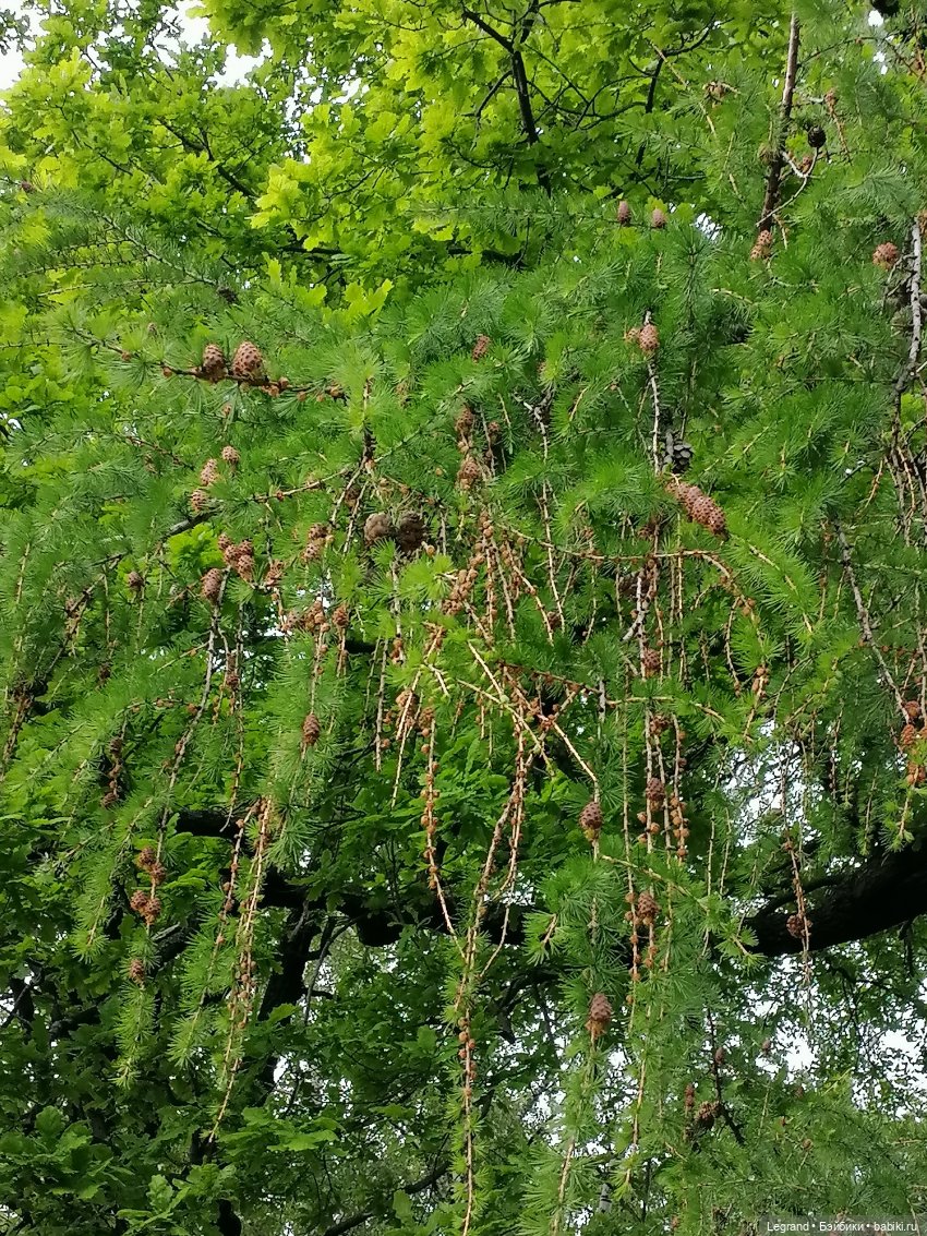 Санкт-Петербург: Таврический сад в начале июня