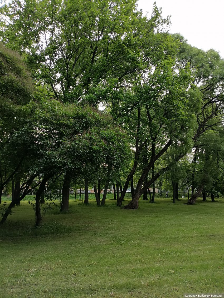 Санкт-Петербург: Таврический сад в начале июня