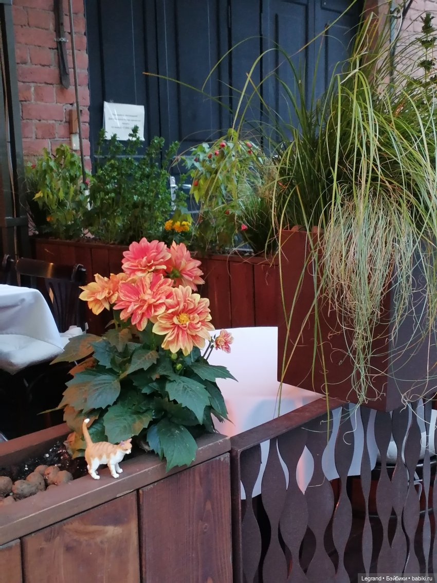 Лурения - Петербург: новый кот на прогулке в Парадном