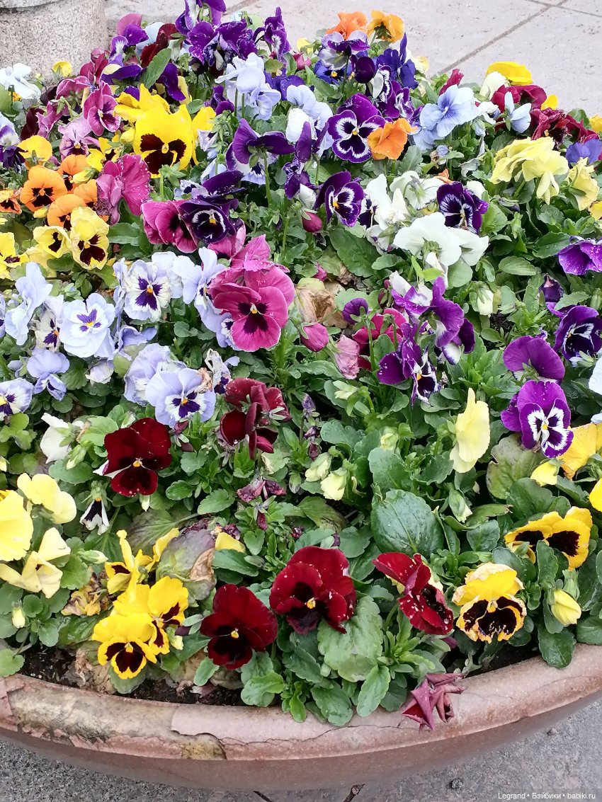 Санкт-Петербург: Таврический сад в начале июня (фото 4)