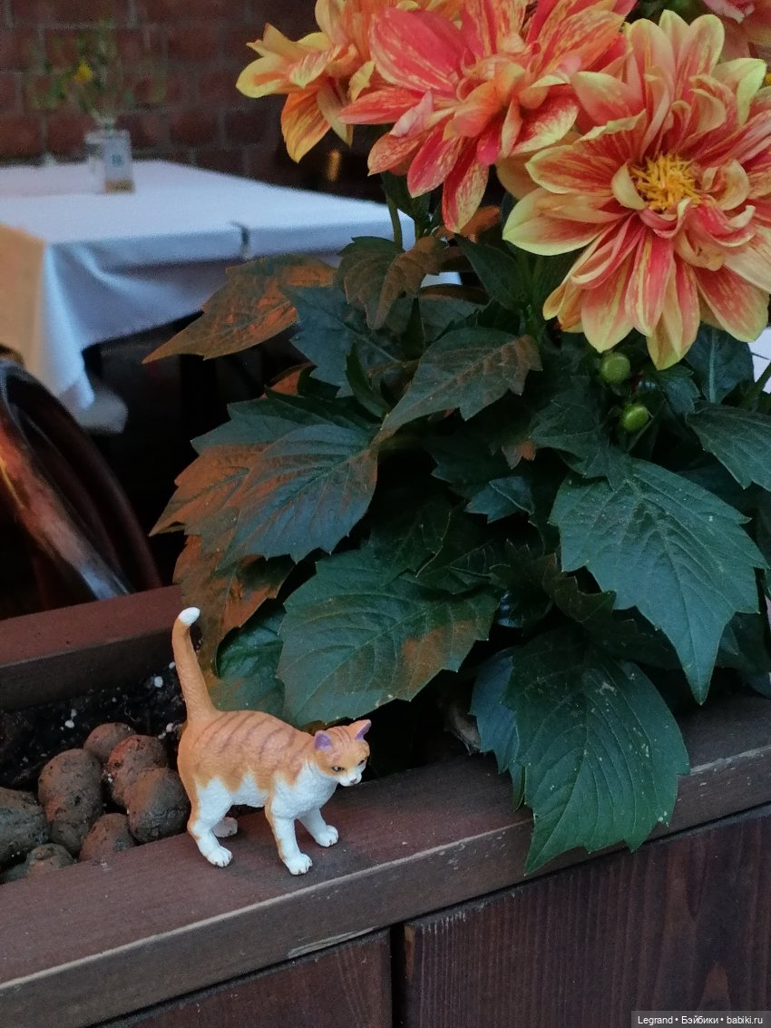 Лурения - Петербург: новый кот на прогулке в Парадном