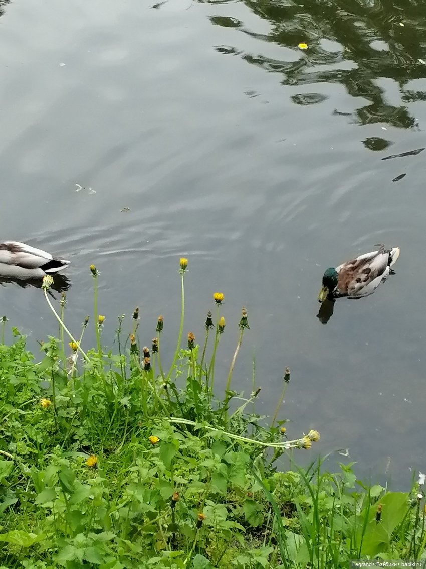 Лурения - Петербург: новый кот на прогулке в Таврическом