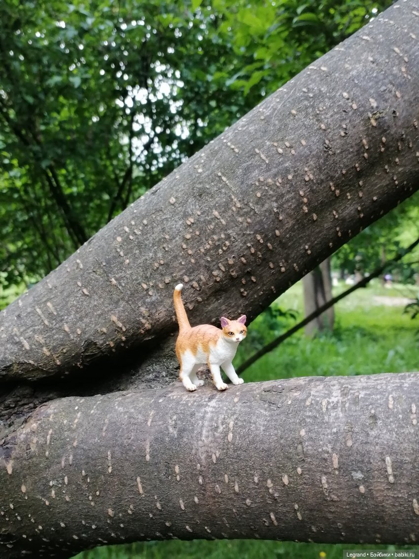 Лурения - Петербург: новый кот на прогулке в Таврическом