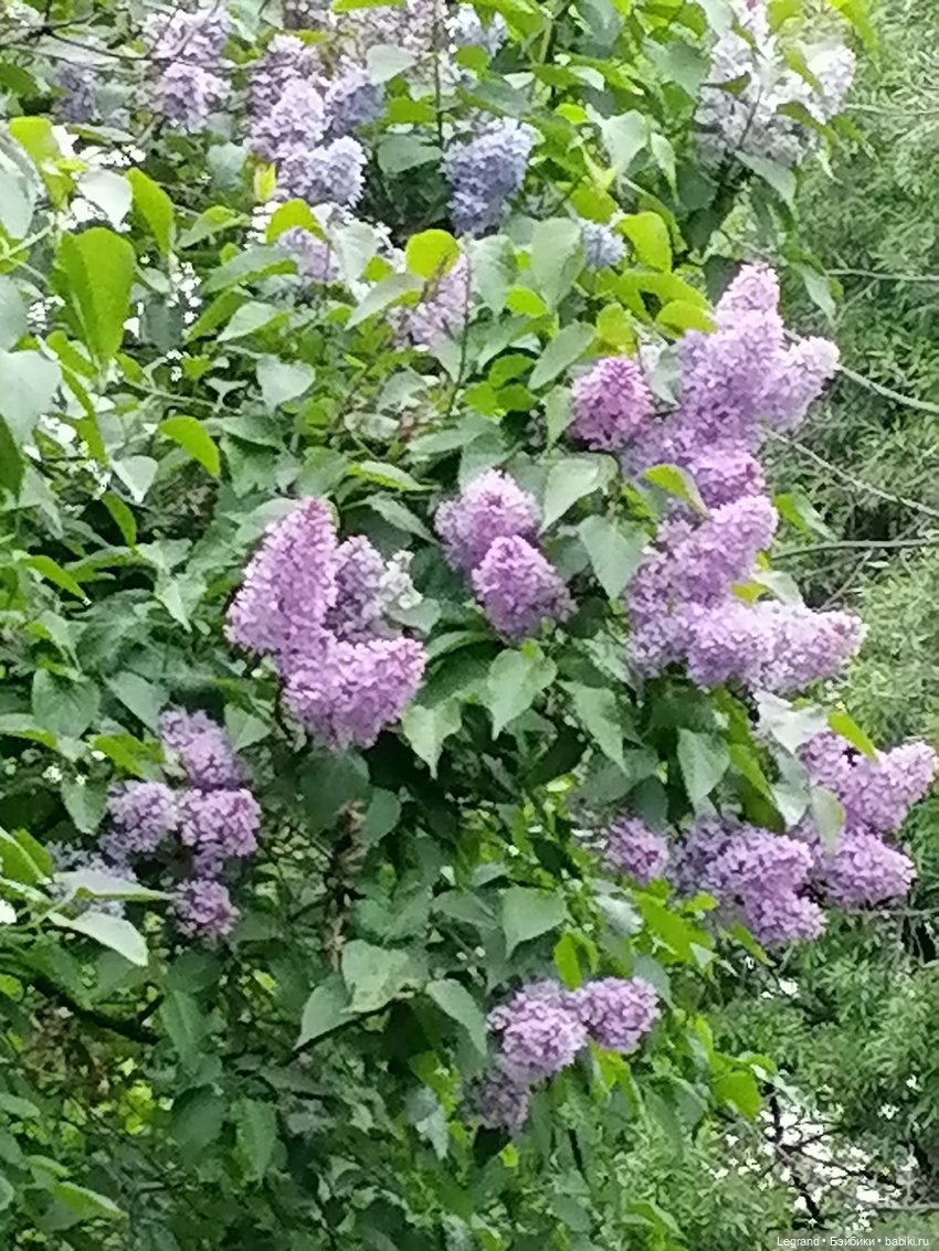 Санкт-Петербург: Таврический сад - пруд, утки, чайки