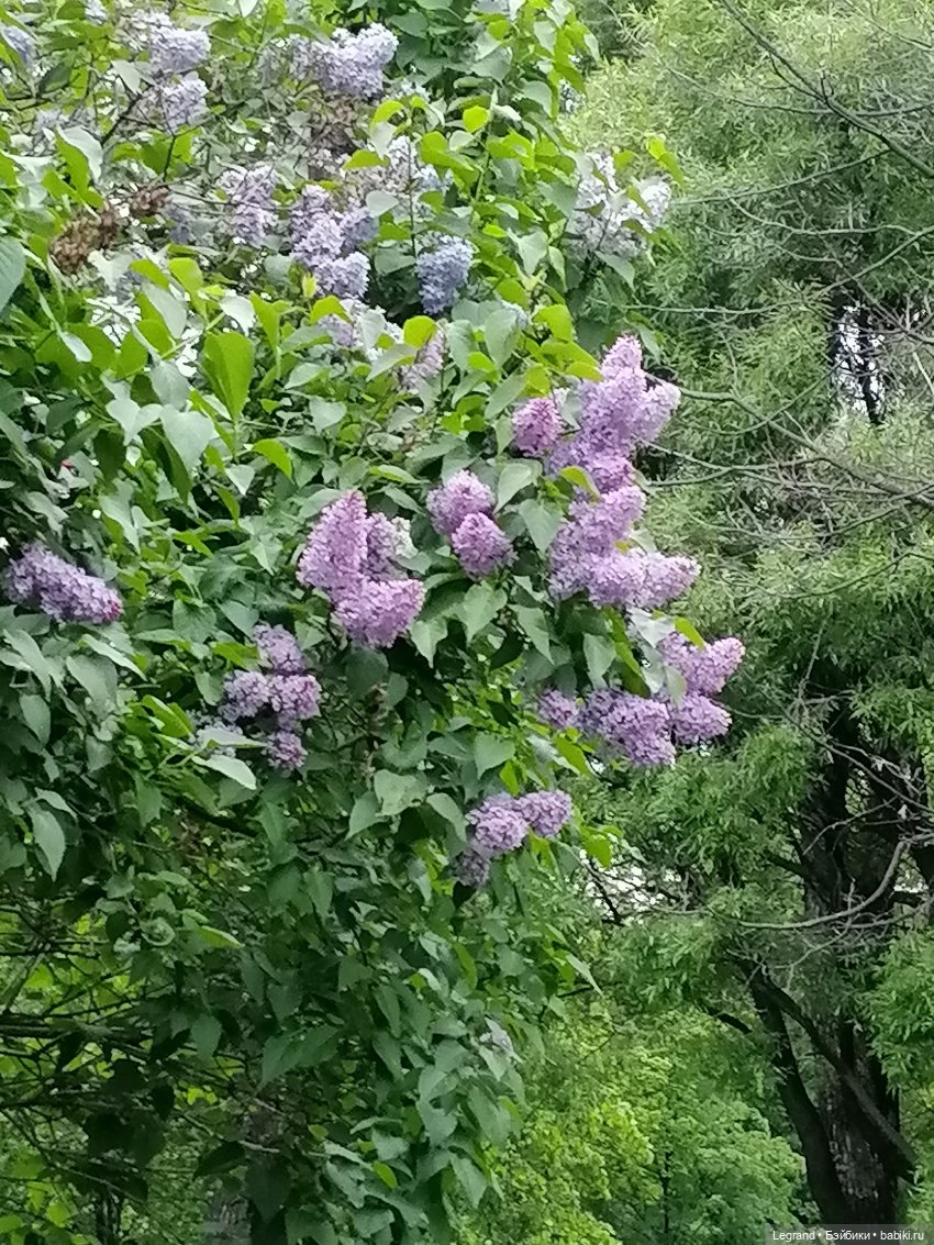 Санкт-Петербург: Таврический сад - пруд, утки, чайки