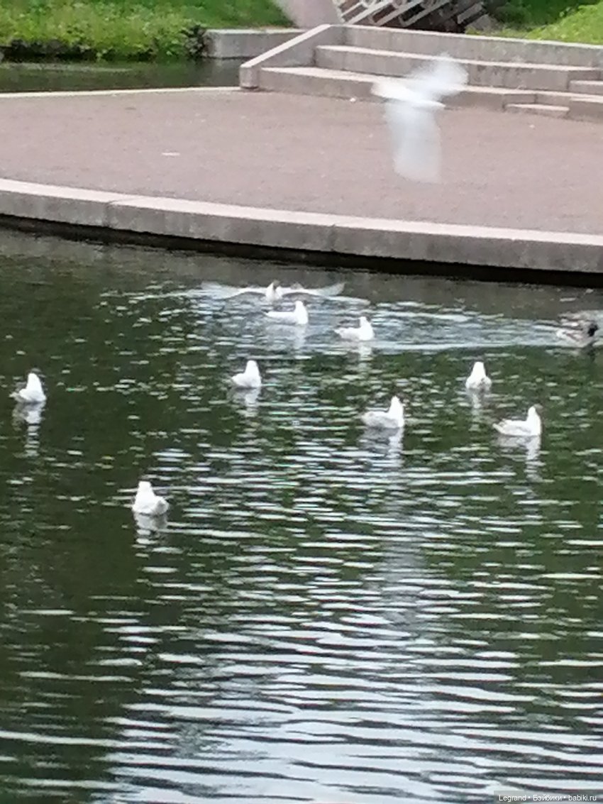 Санкт-Петербург: Таврический сад - пруд, утки, чайки